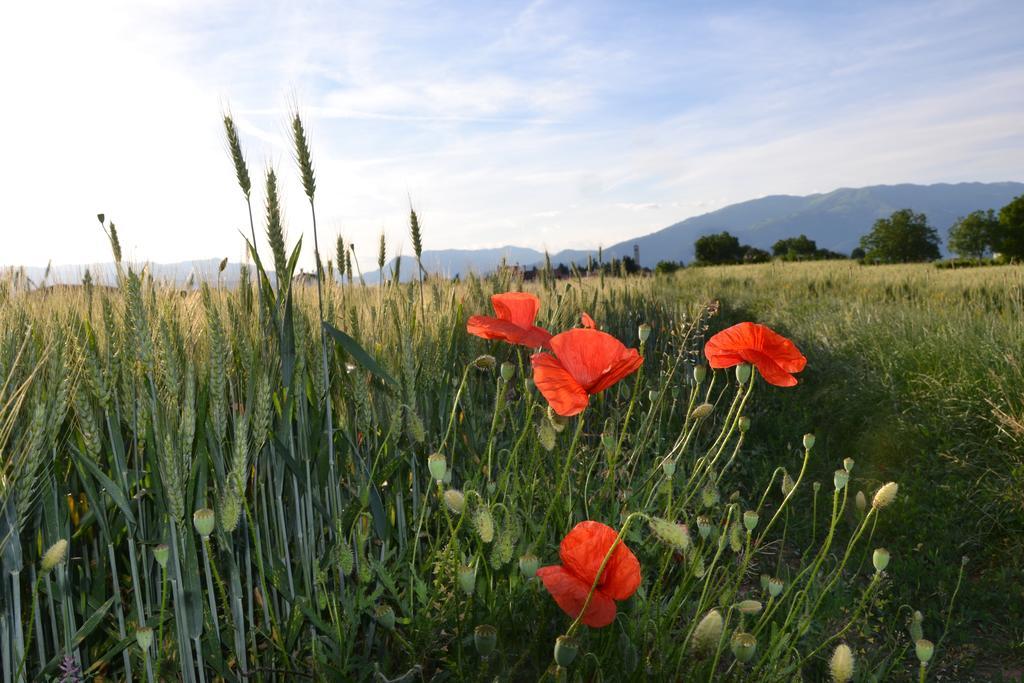 Bed And Breakfast Villa Novella Crocetta del Montello Buitenkant foto